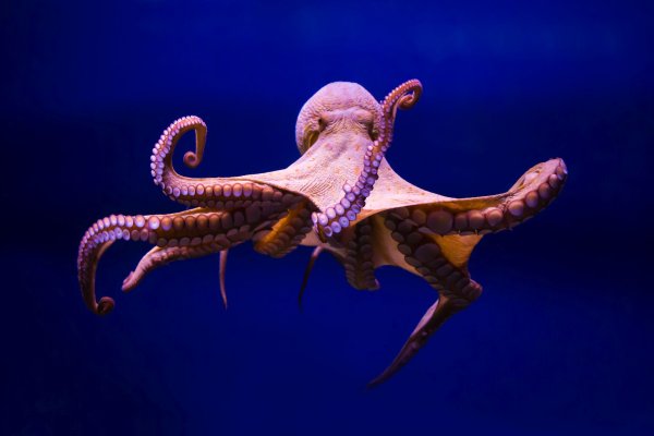 Kraken это современный маркетплейс